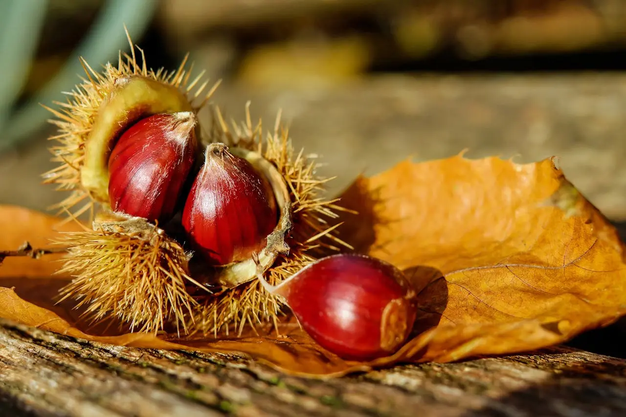 Crema cu extract de castane pentru hemoroizi